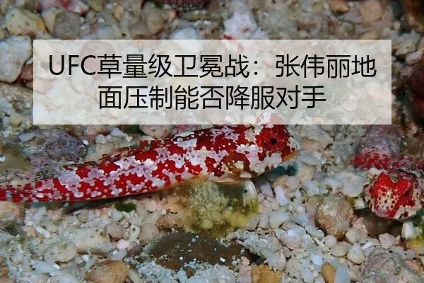UFC草量级卫冕战：张伟丽地面压制能否降服对手
